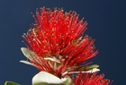 pohutukawa 101391.jpg